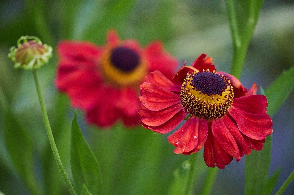 coltivare gli Helenium