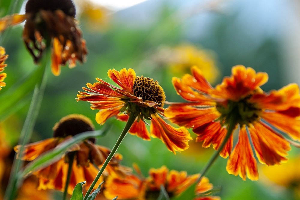 coltivare gli Helenium