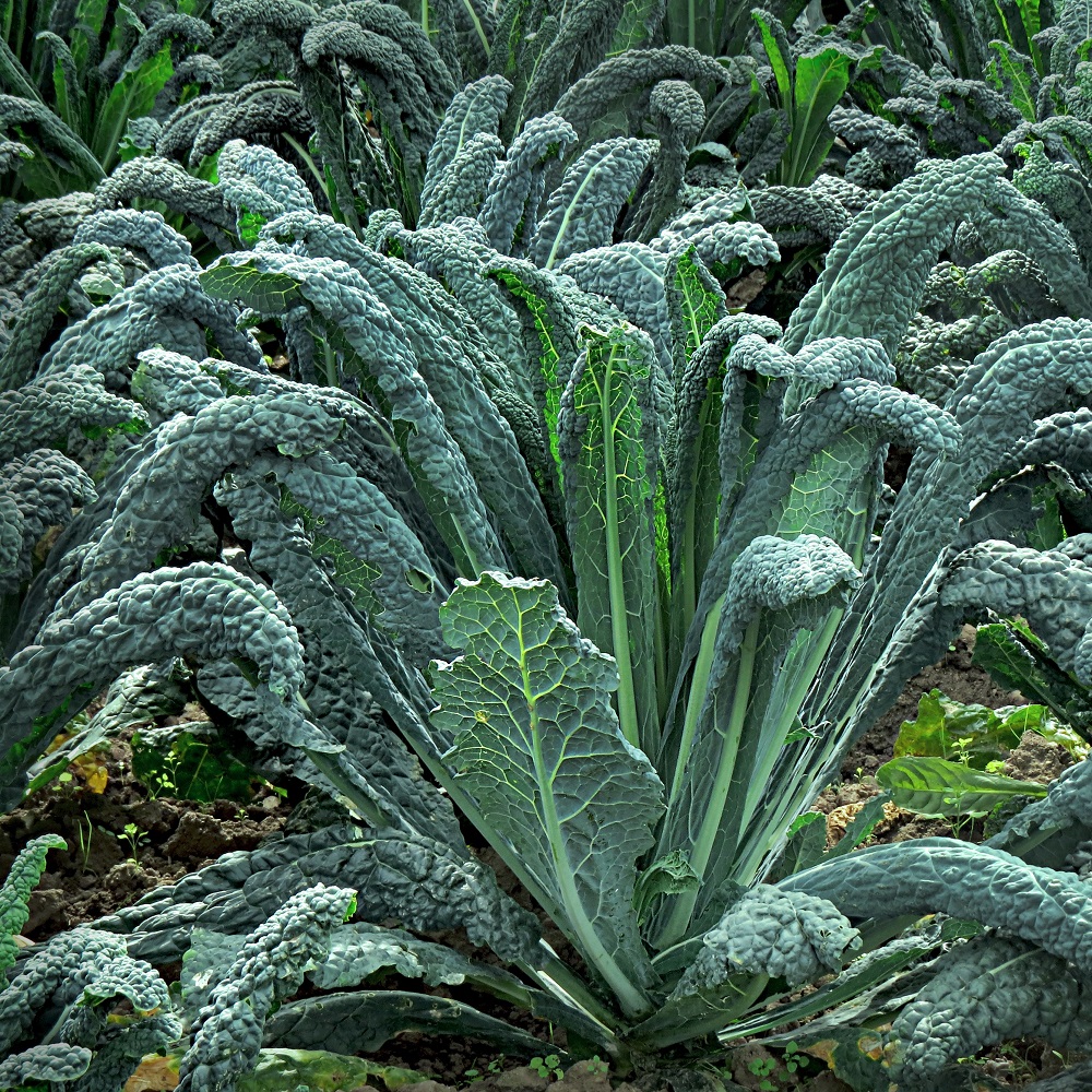 coltivare i Cavoli - Cavolo nero