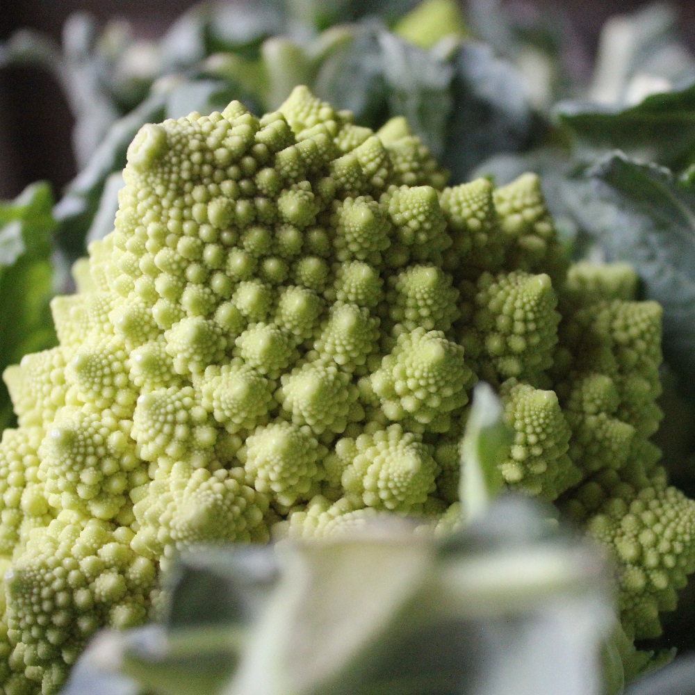 coltivare i Cavoli - Cavolo romanesco 