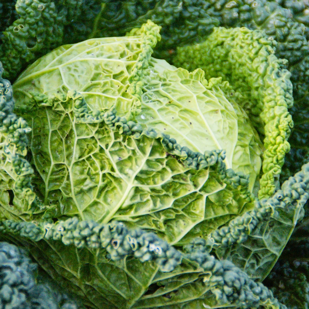 coltivare i Cavoli - Cavolo verza