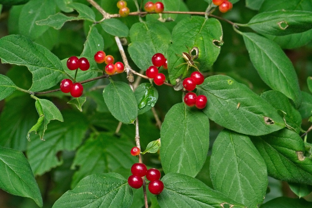 coltivare il Caprifoglio peloso