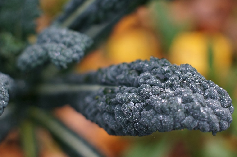 coltivare il Cavolo Nero