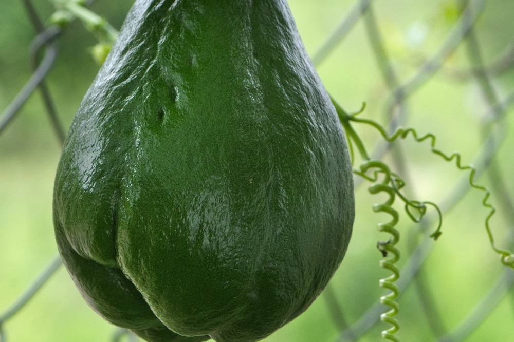 coltivare il Chayote