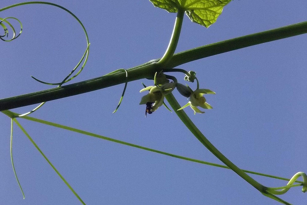 coltivare il Chayote