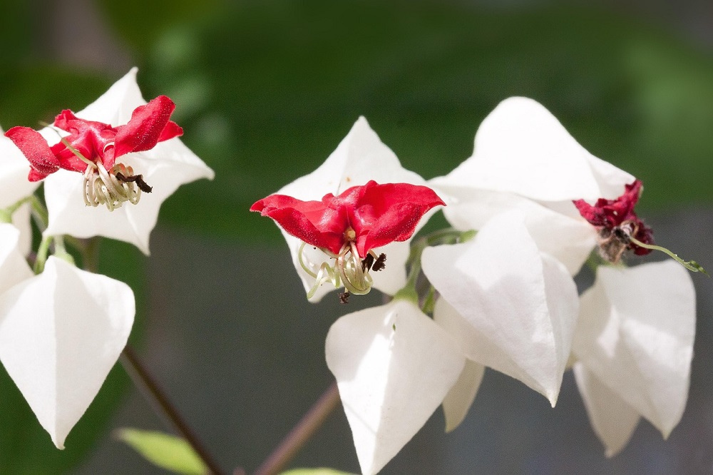 coltivare il Clerodendrum 