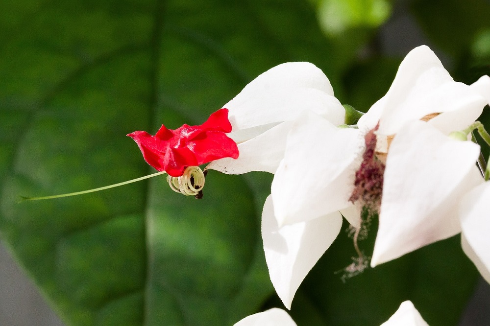 coltivare il Clerodendrum 