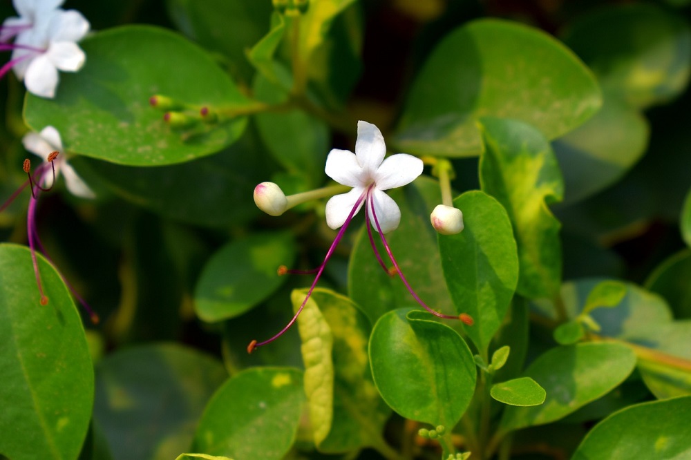 coltivare il Clerodendrum 