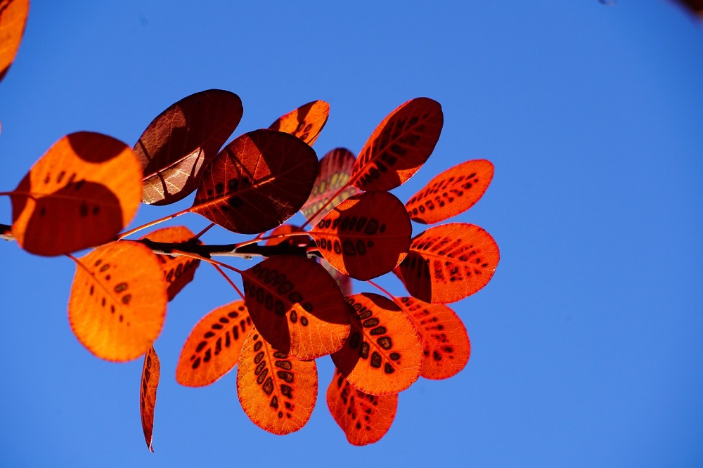coltivare il Cotinus