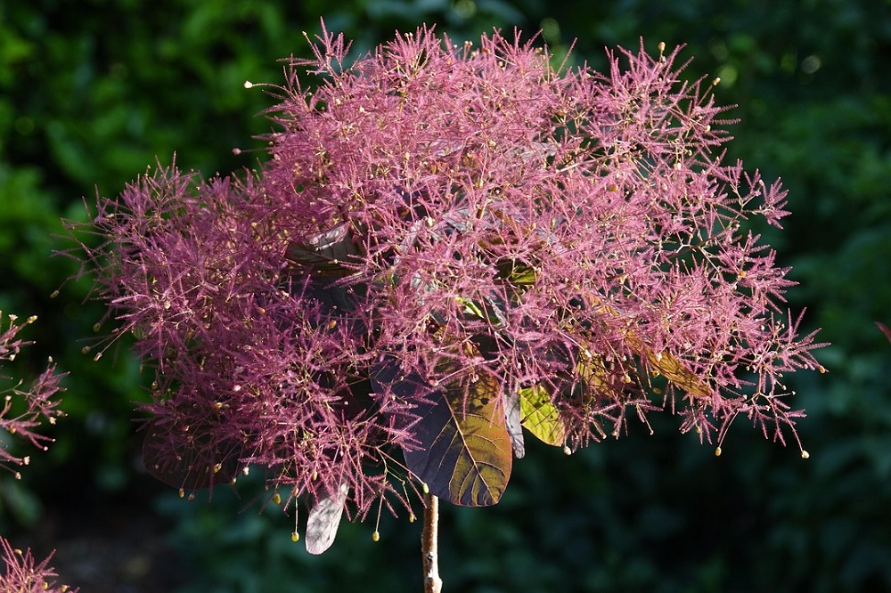 coltivare il Cotinus