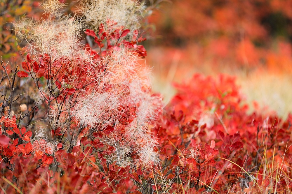 coltivare il Cotinus