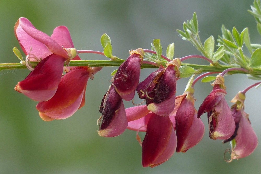 coltivare il Cytisus