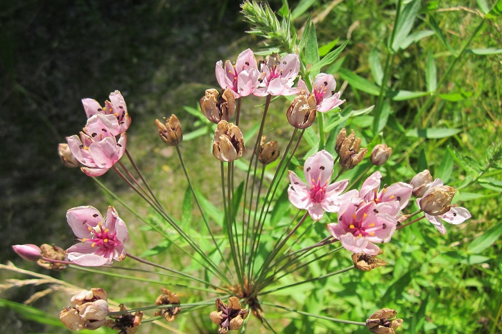 coltivare il Giunco fiorito