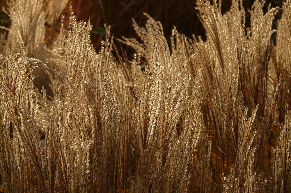 coltivare il Miscanthus