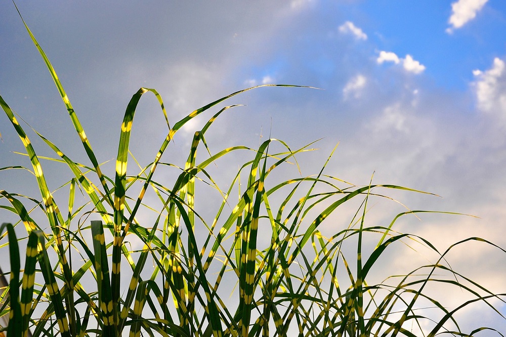 coltivare il Miscanthus