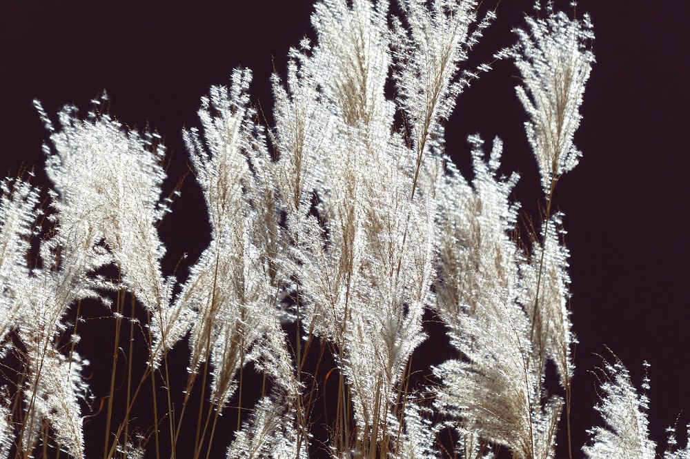 coltivare il Miscanthus