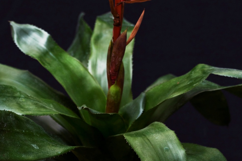 coltivare la Aechmea Blue Tango