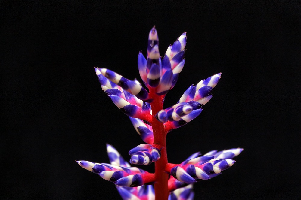coltivare la Aechmea Blue Tango
