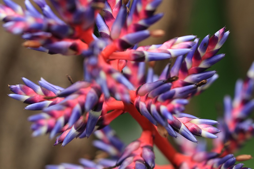 coltivare la Aechmea Blue Tango