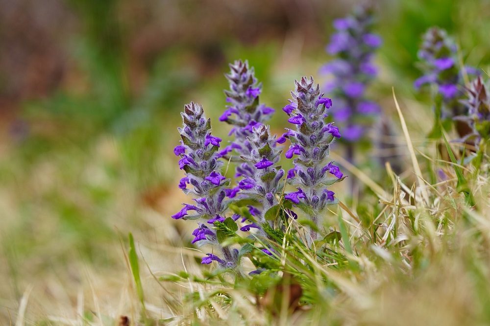 coltivare la Ajuga 