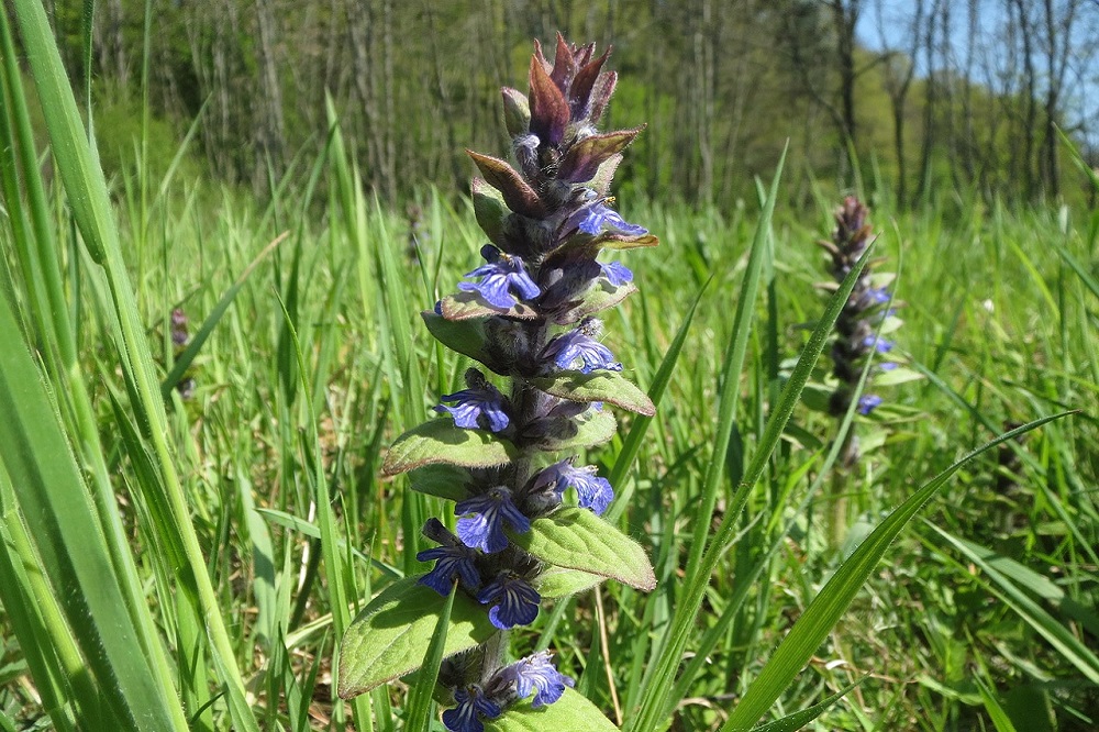 coltivare la Ajuga 