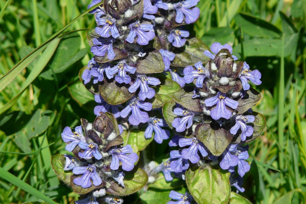 coltivare la Ajuga 