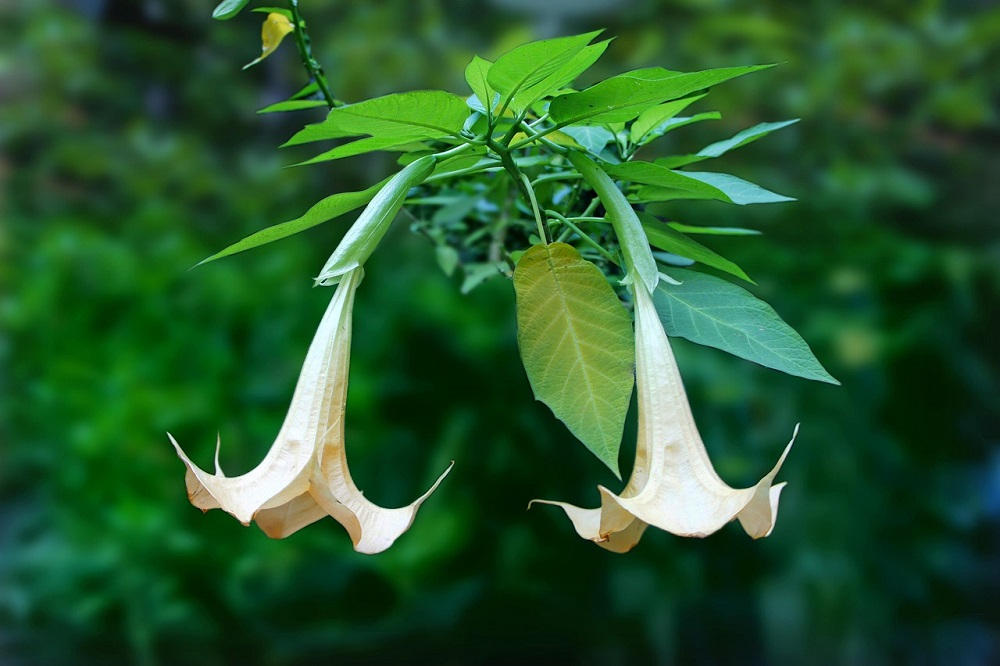 coltivare la Brugmansia