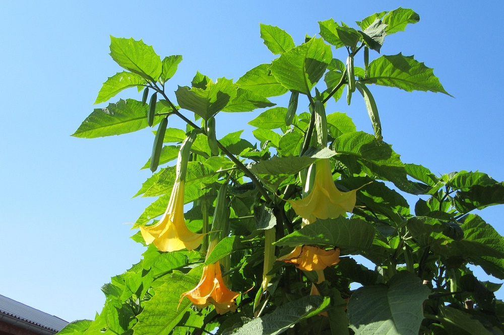 coltivare la Brugmansia