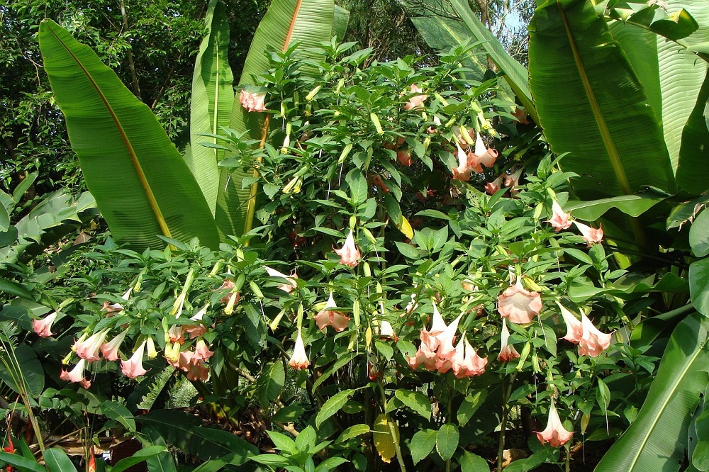 coltivare la Brugmansia