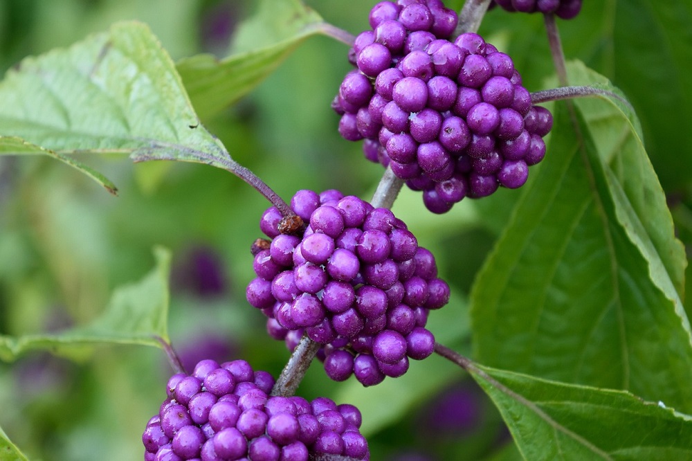 coltivare la Callicarpa