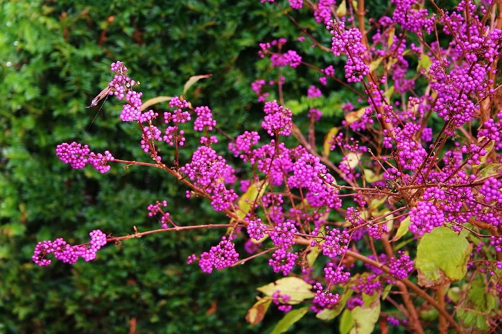 coltivare la Callicarpa