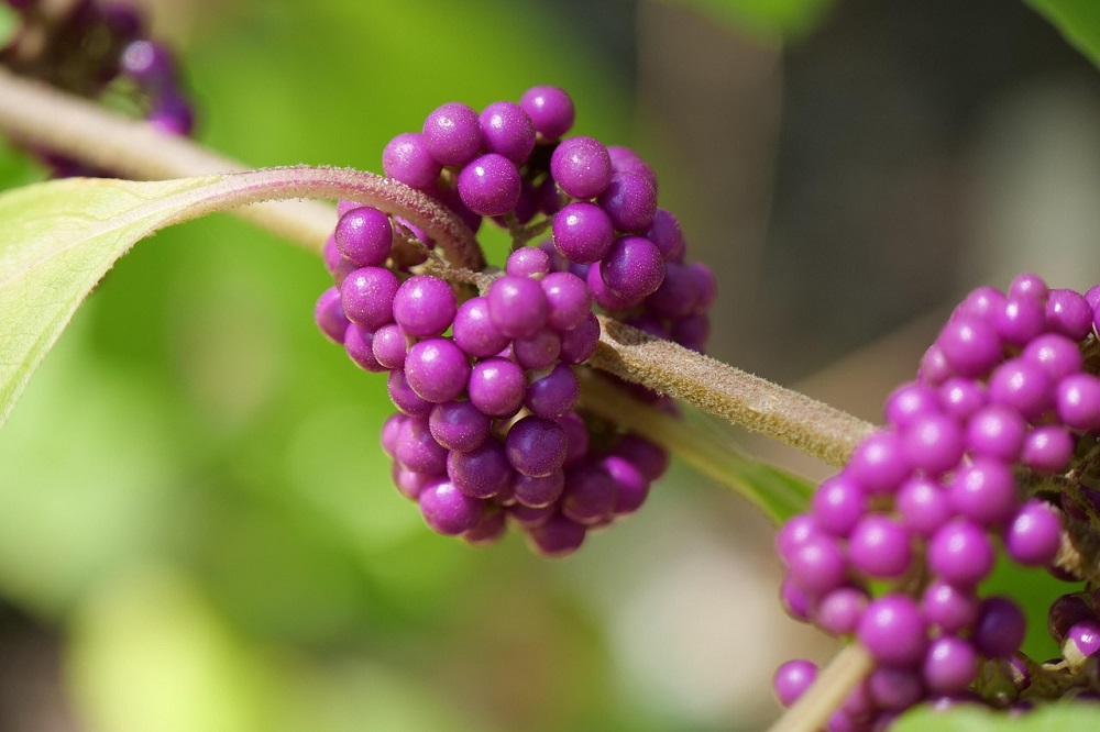 coltivare la Callicarpa