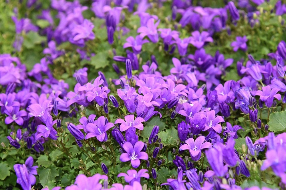 coltivare la Campanula muralis