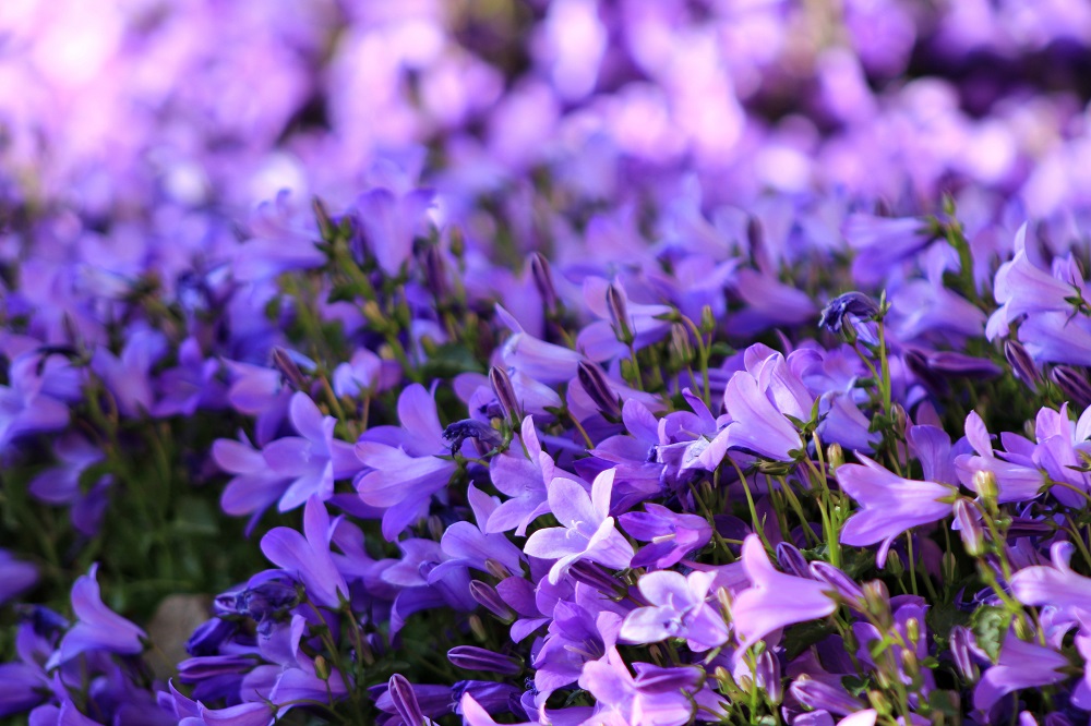 coltivare la Campanula muralis