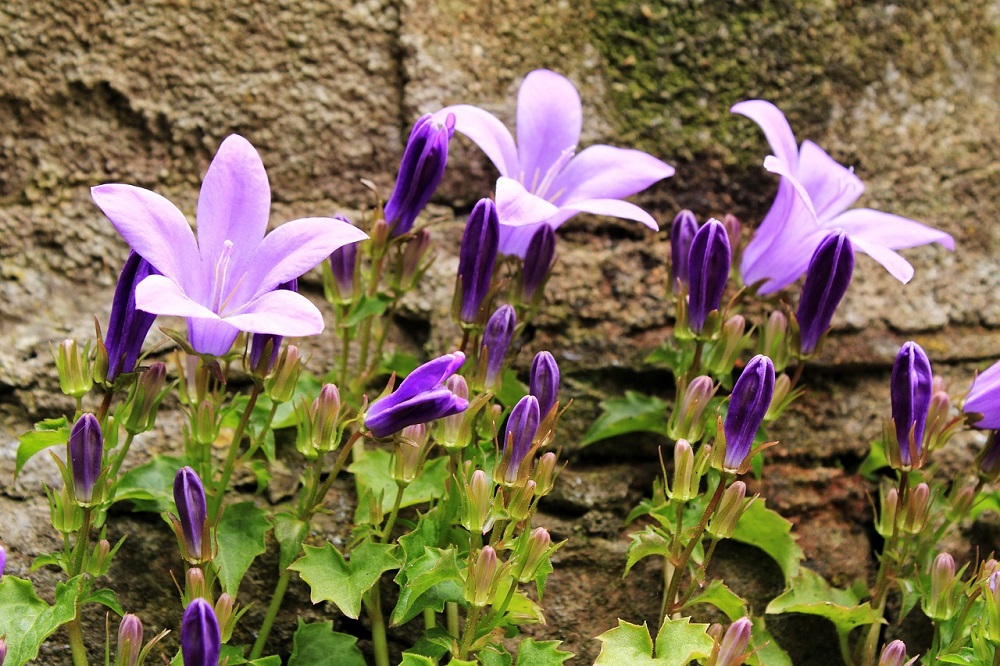 coltivare la Campanula muralis