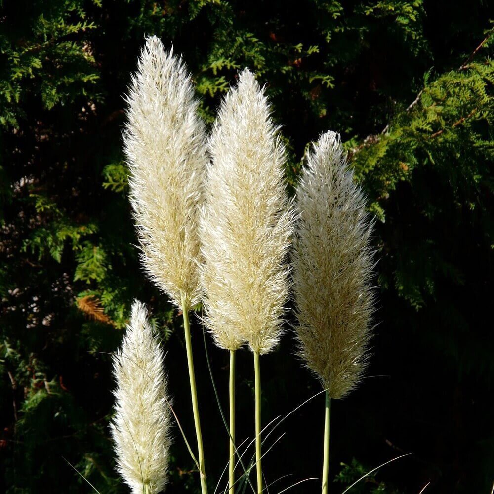 coltivare la Cortaderia