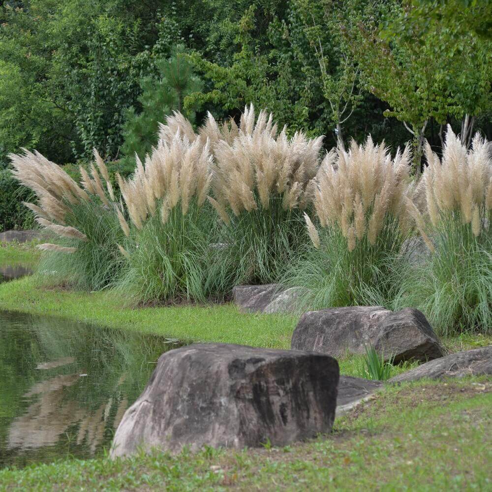 coltivare la Cortaderia