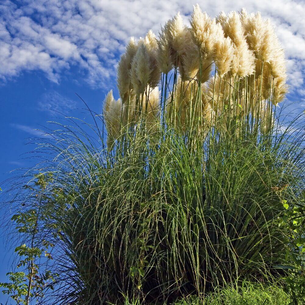 coltivare la Cortaderia