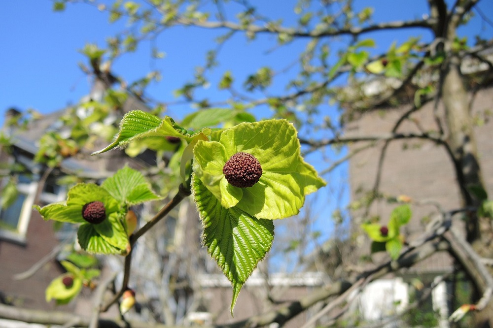 coltivare la Davidia