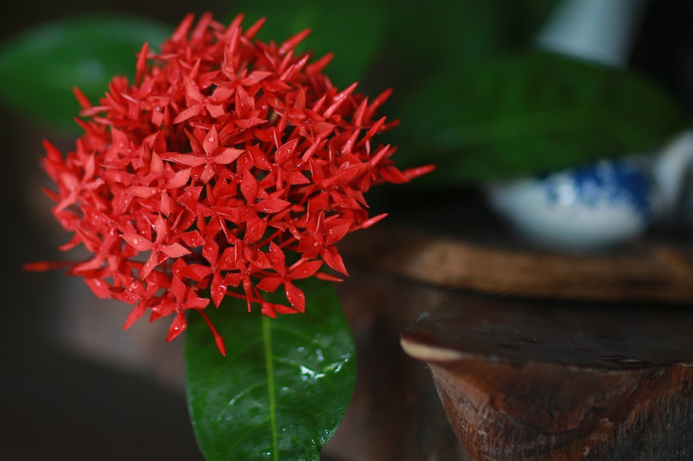 coltivare la Ixora