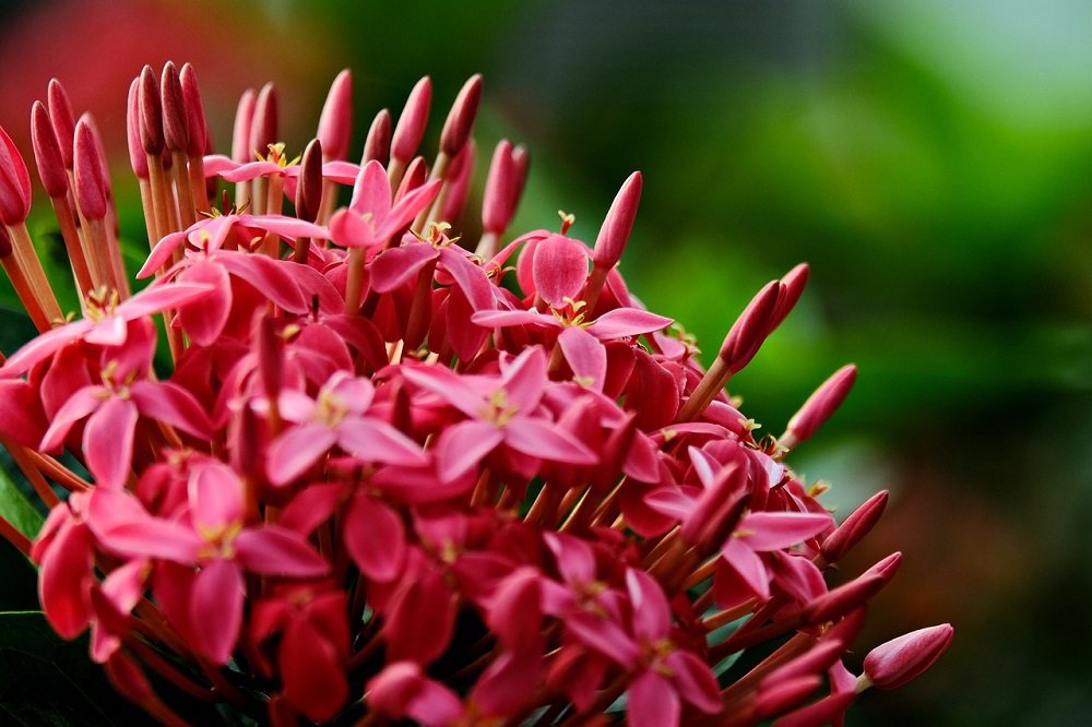 coltivare la Ixora