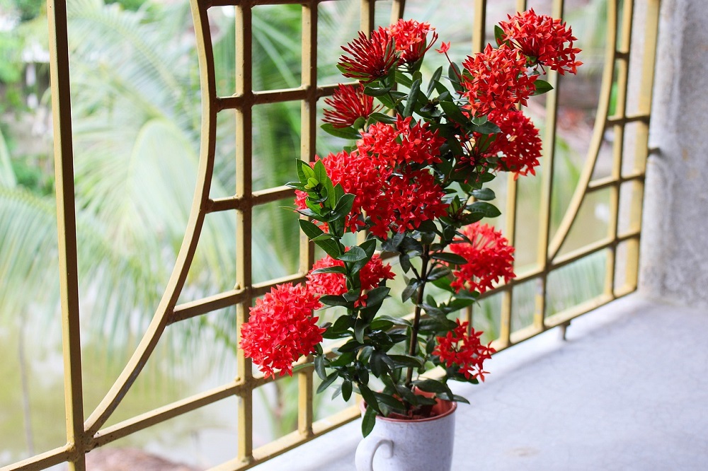 coltivare la Ixora