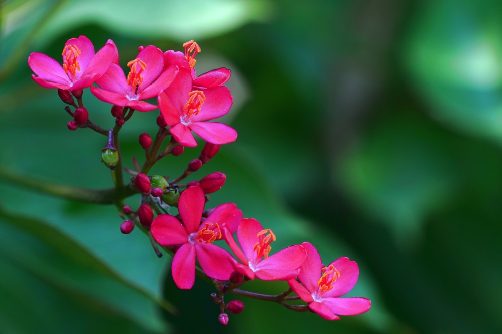 coltivare la Jatropha 