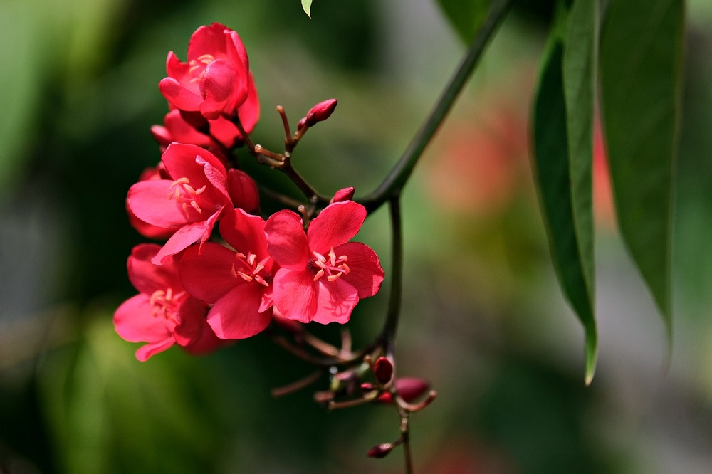 coltivare la Jatropha 