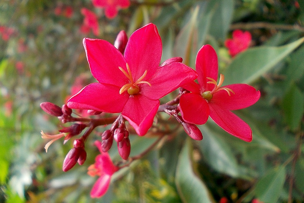 coltivare la Jatropha 