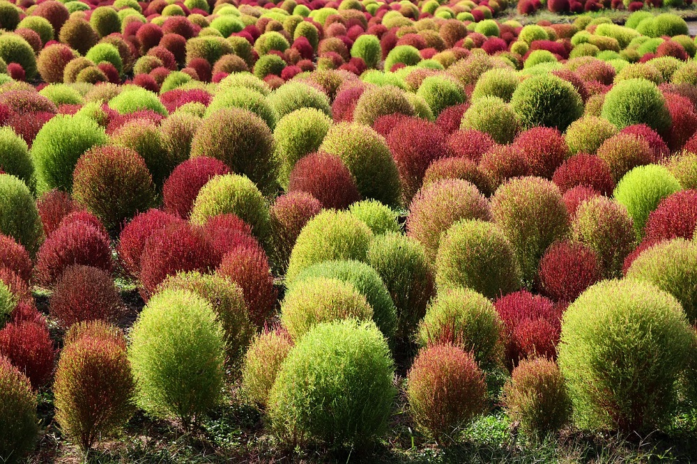 coltivare la Kochia