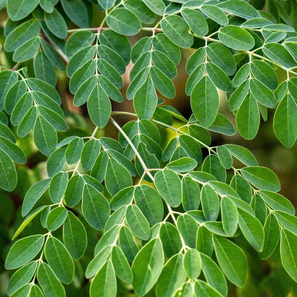 coltivare la Moringa
