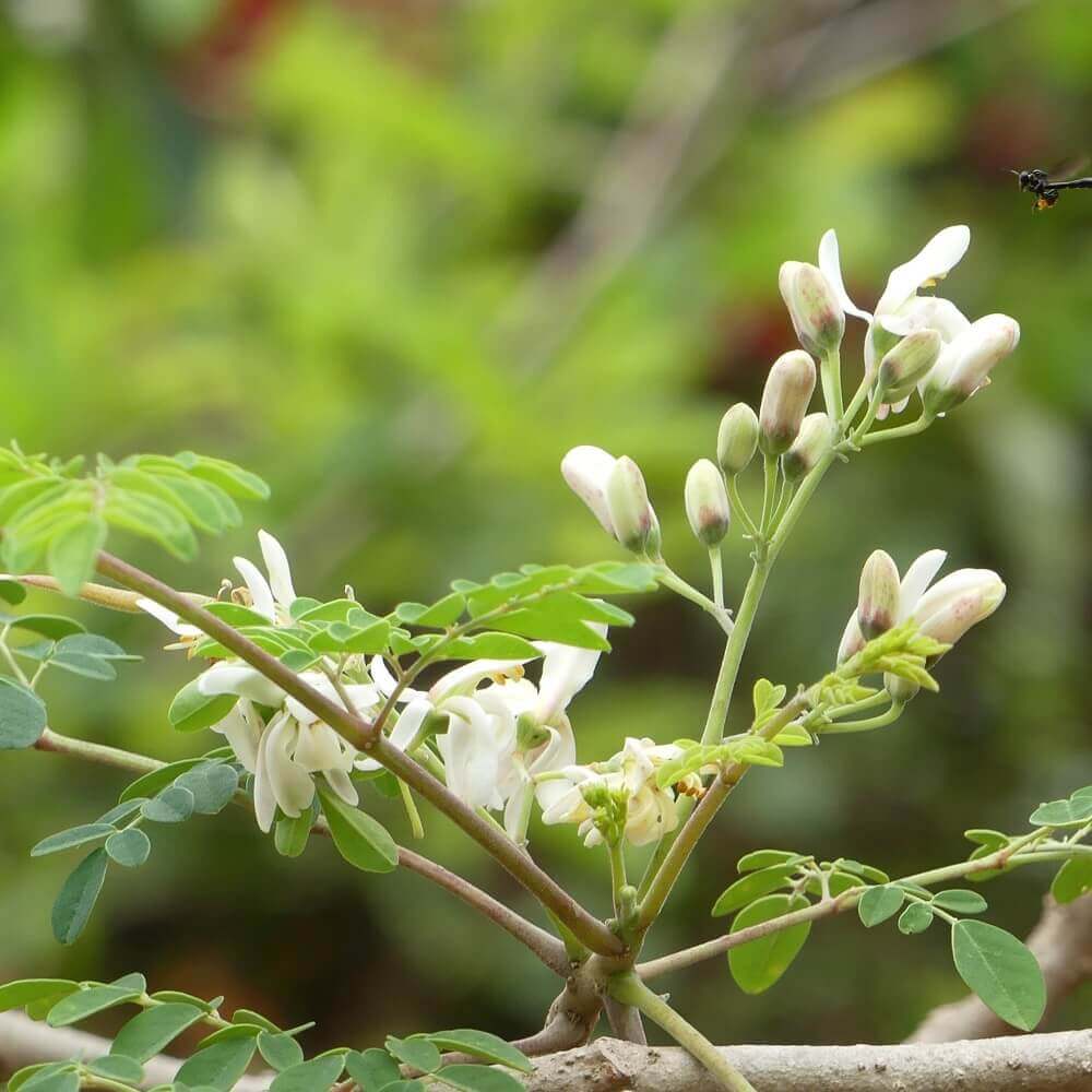 coltivare la Moringa