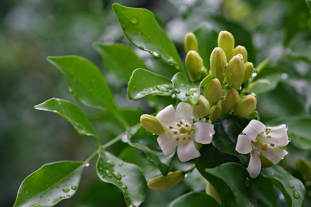 coltivare la Murraya