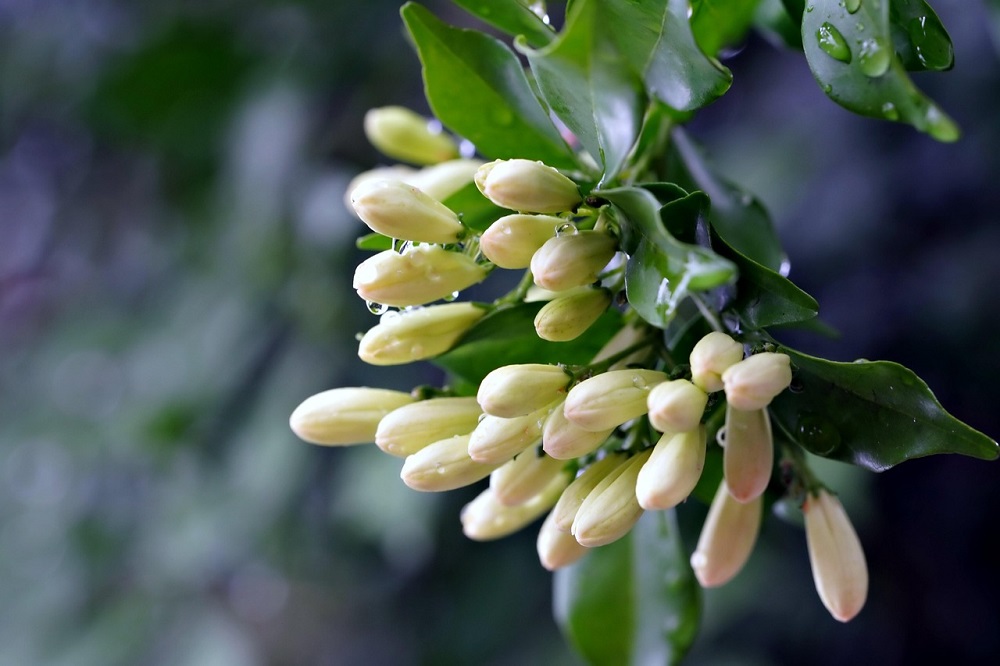 coltivare la Murraya